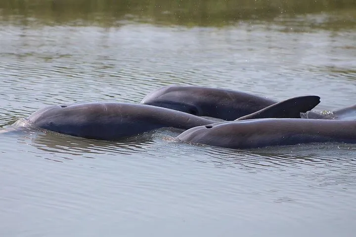 Bottlenose dolphins in the tidal creeks behind Folly Beach on a small boat tour, a Charleston harbor cruise alternative