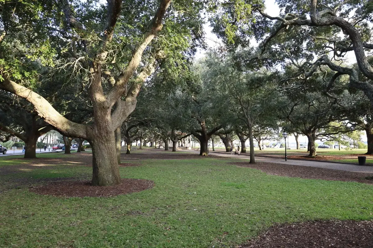 Live oaks in White Point Garden at the Battery, free to walk before a cruise from Charleston SC