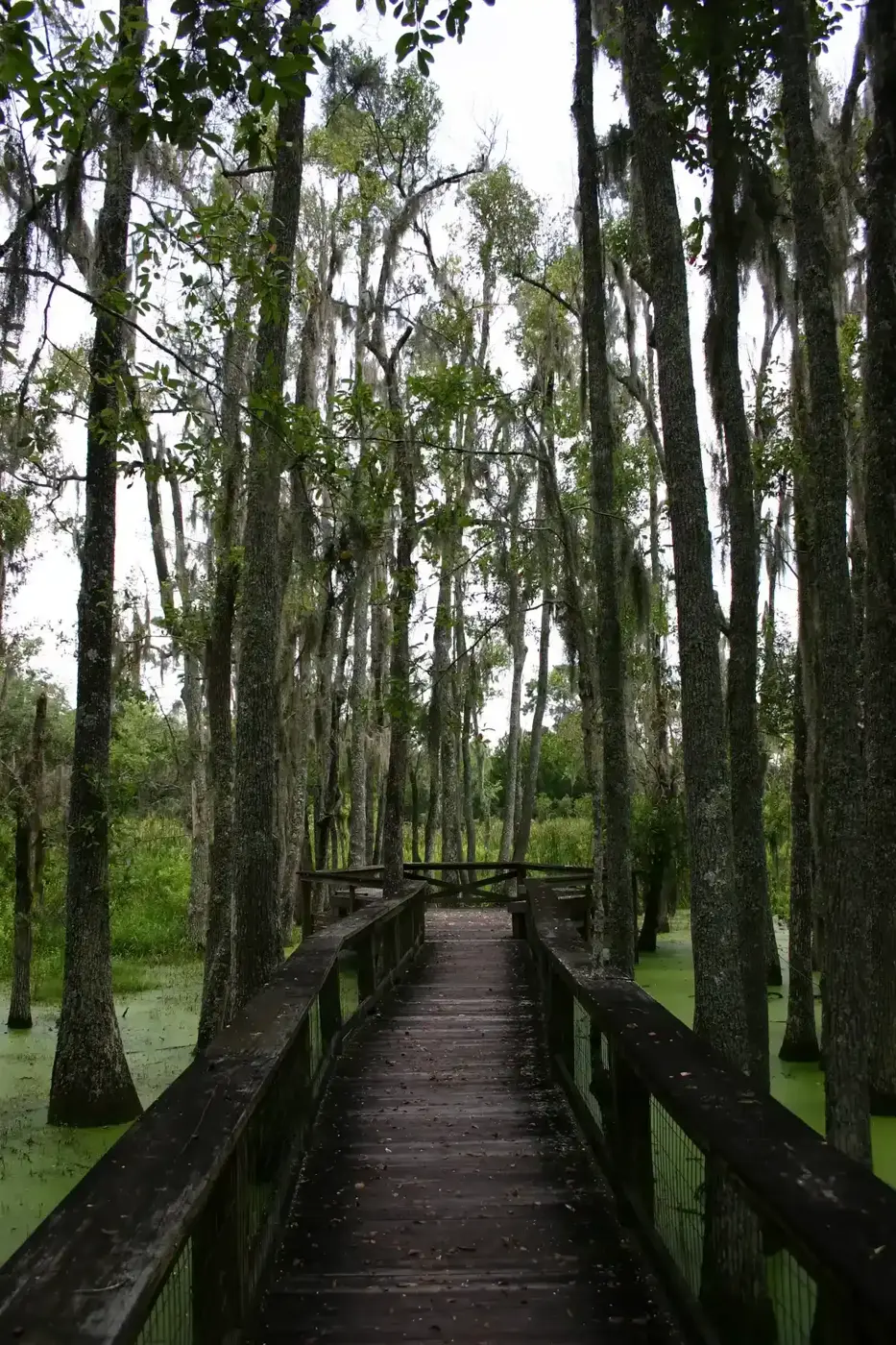 Boardwalk through the Audubon Swamp Garden at Magnolia Plantation near Charleston