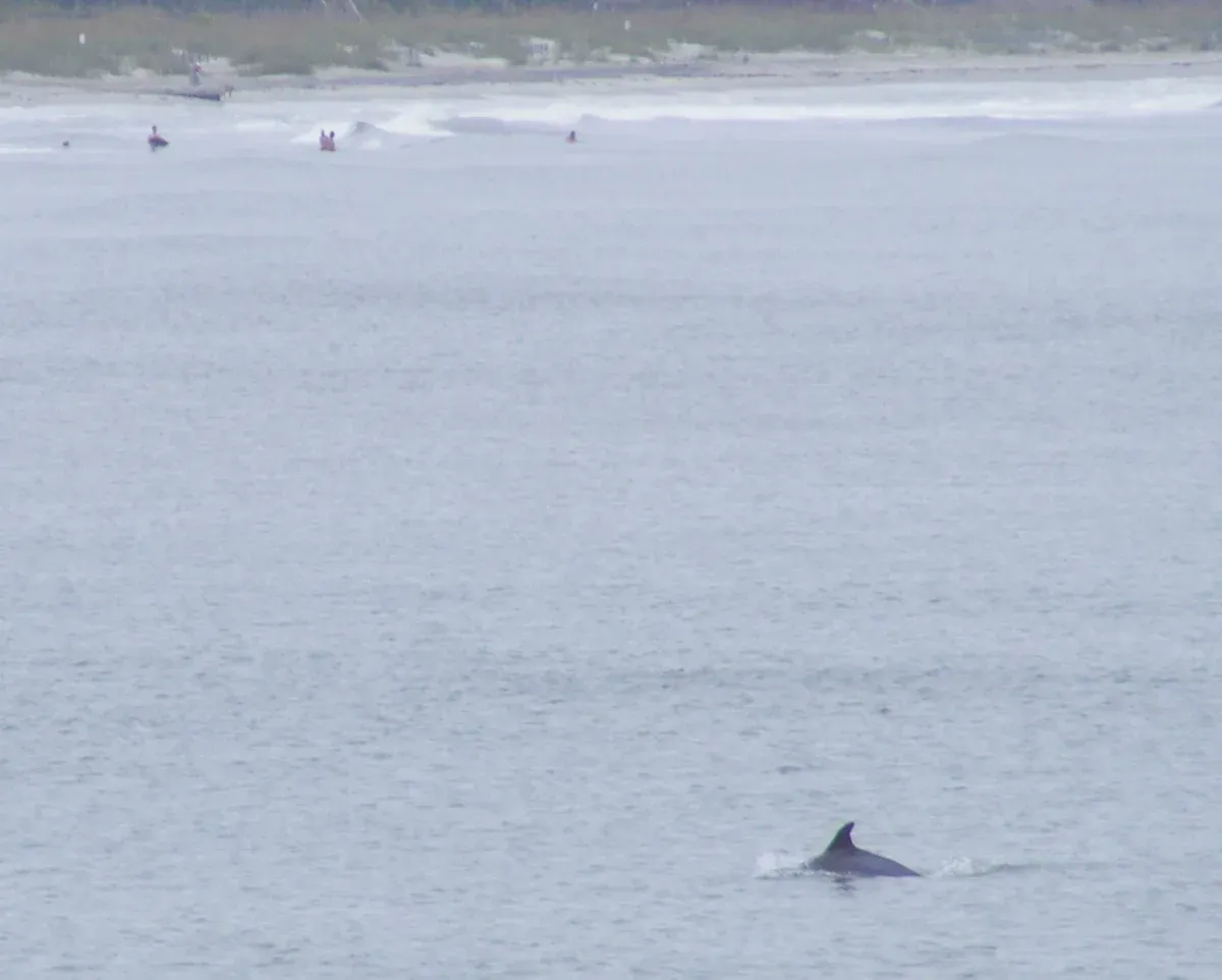 Dolphin surfacing off Folly Beach near Charleston, as seen on a Charleston dolphin watch cruise