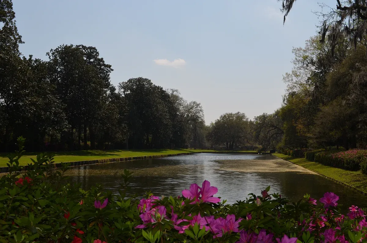 Azaleas beside a canal in the gardens of Middleton Place near Charleston
