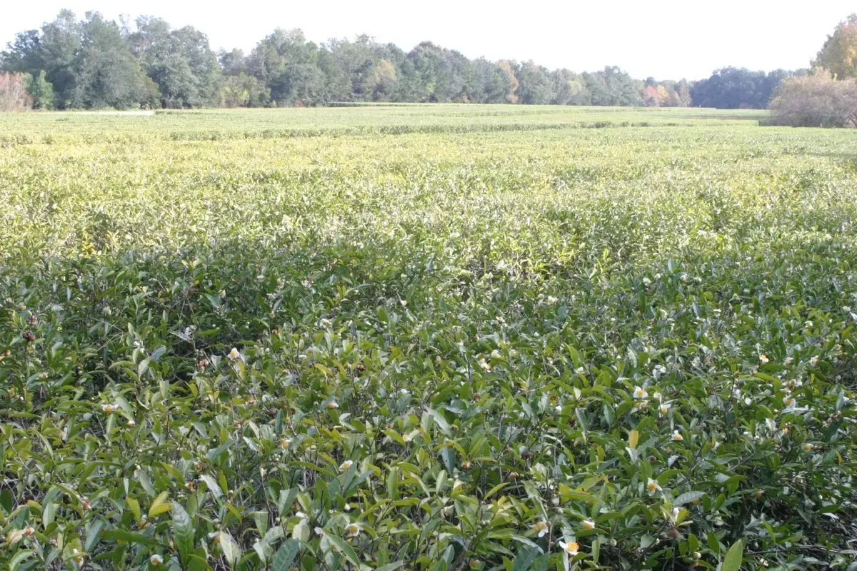 Tea field at the Charleston Tea Garden on Wadmalaw Island near Charleston